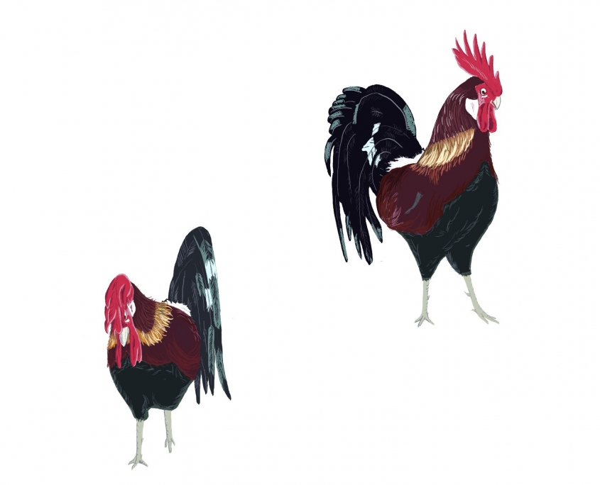COQS3