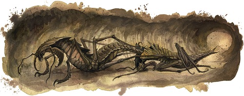 COankheg